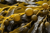 Kelp