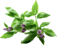 Holy Basil